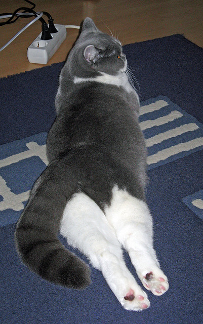 开云体育在线-布雷默闪电战击碎悬念，拉齐奥三箭齐发完胜南非劲旅