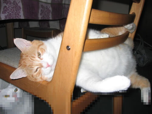 生死战焦点，黄蜂力克辽宁队，西决舞台惊心动魄