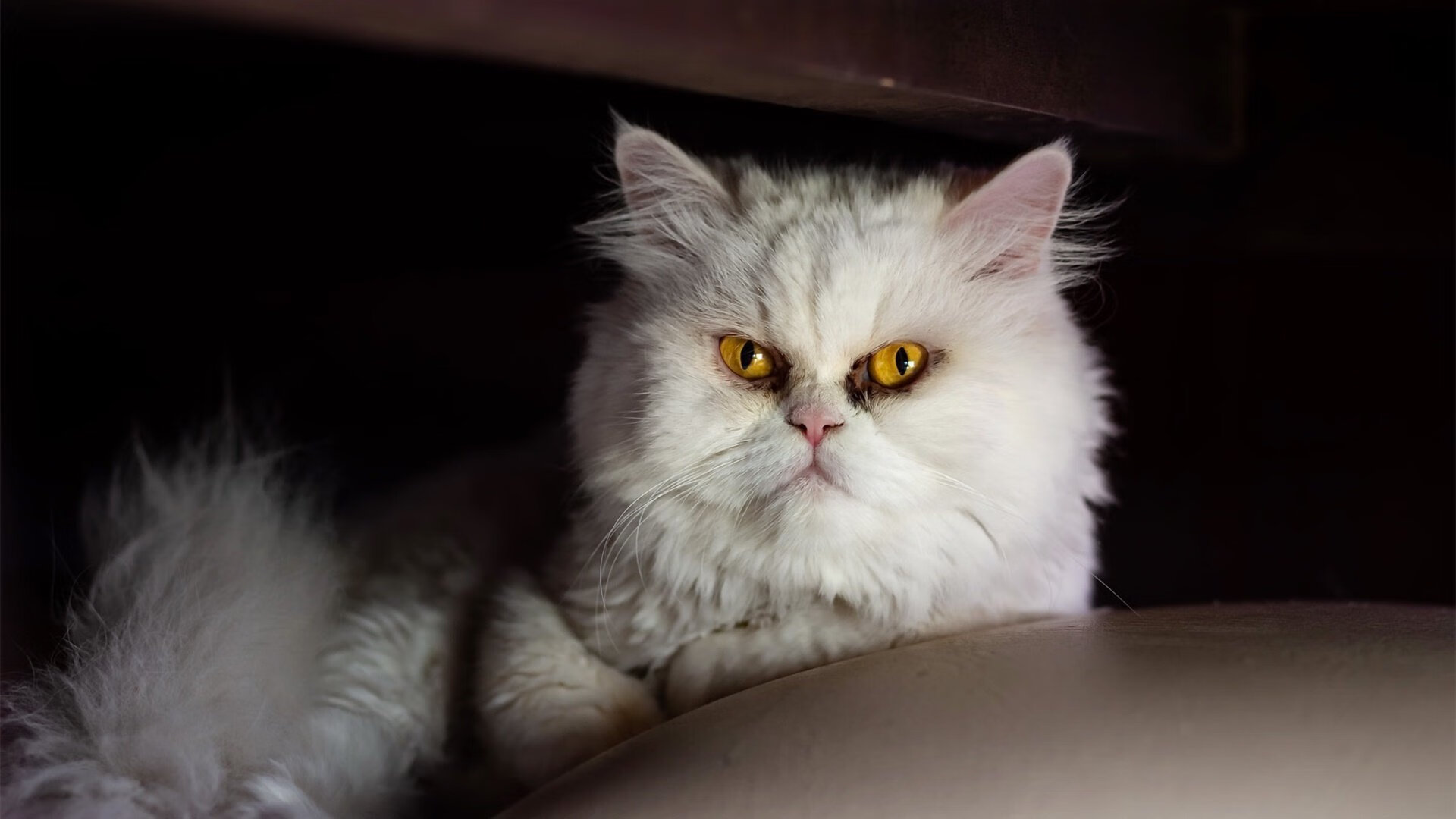 开云体育中国-狼嚎震绿茵，2026世界杯虚拟战场，森林狼加时鏖战力克奇才