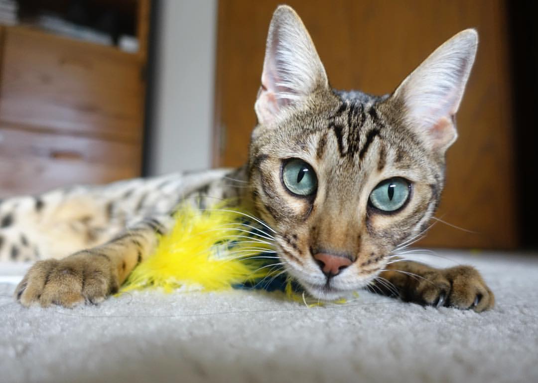 极速与绝杀,当F1街道赛的轰鸣,撞见NBA赛场的悬念终结