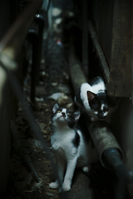 文明交汇的瞬间，澳大利亚加时赛胜爱尔兰，范戴克一锤定音