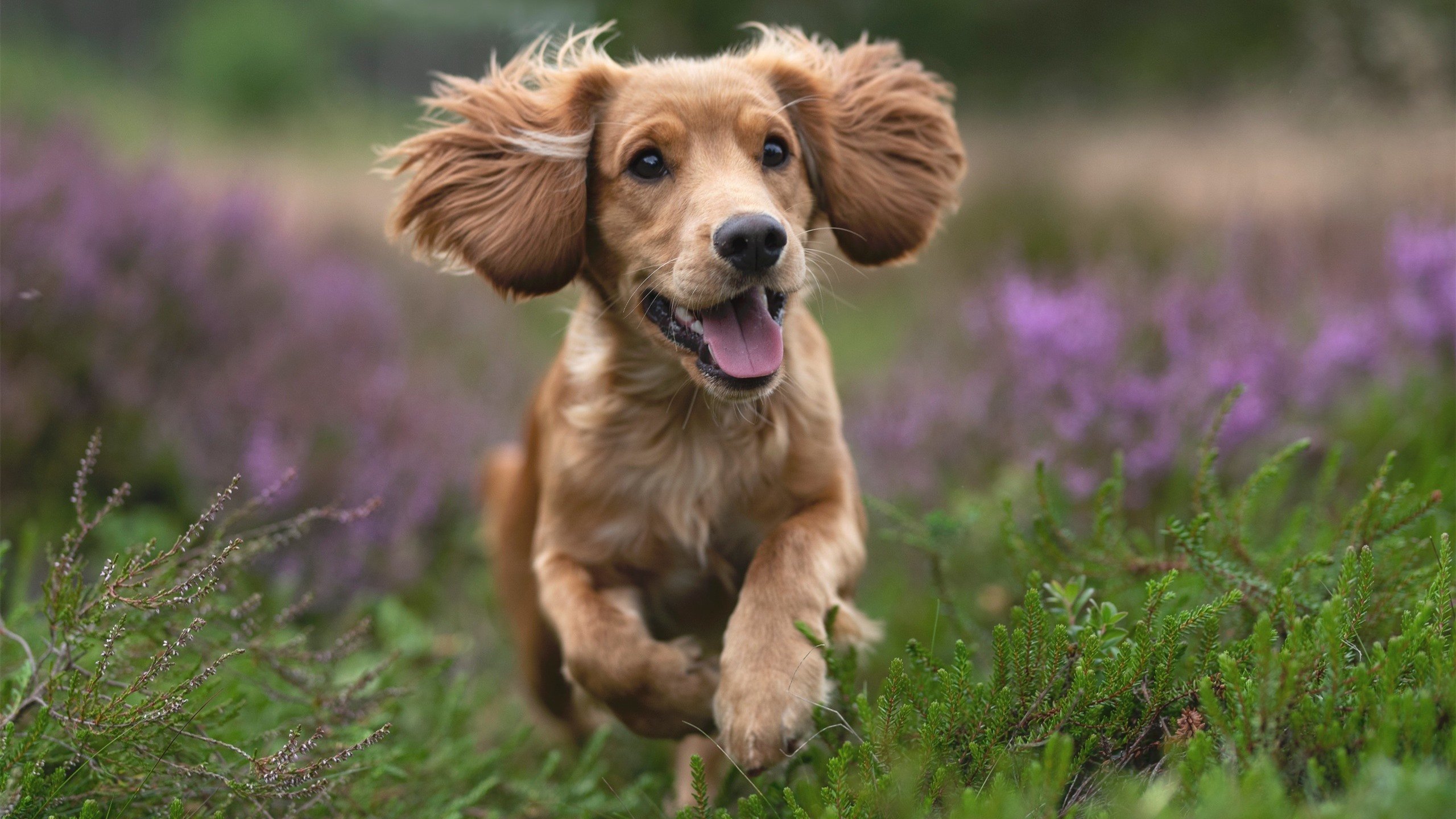 黑暗中的一束光,马丁内利的生涯之夜与洪都拉斯足球的重生