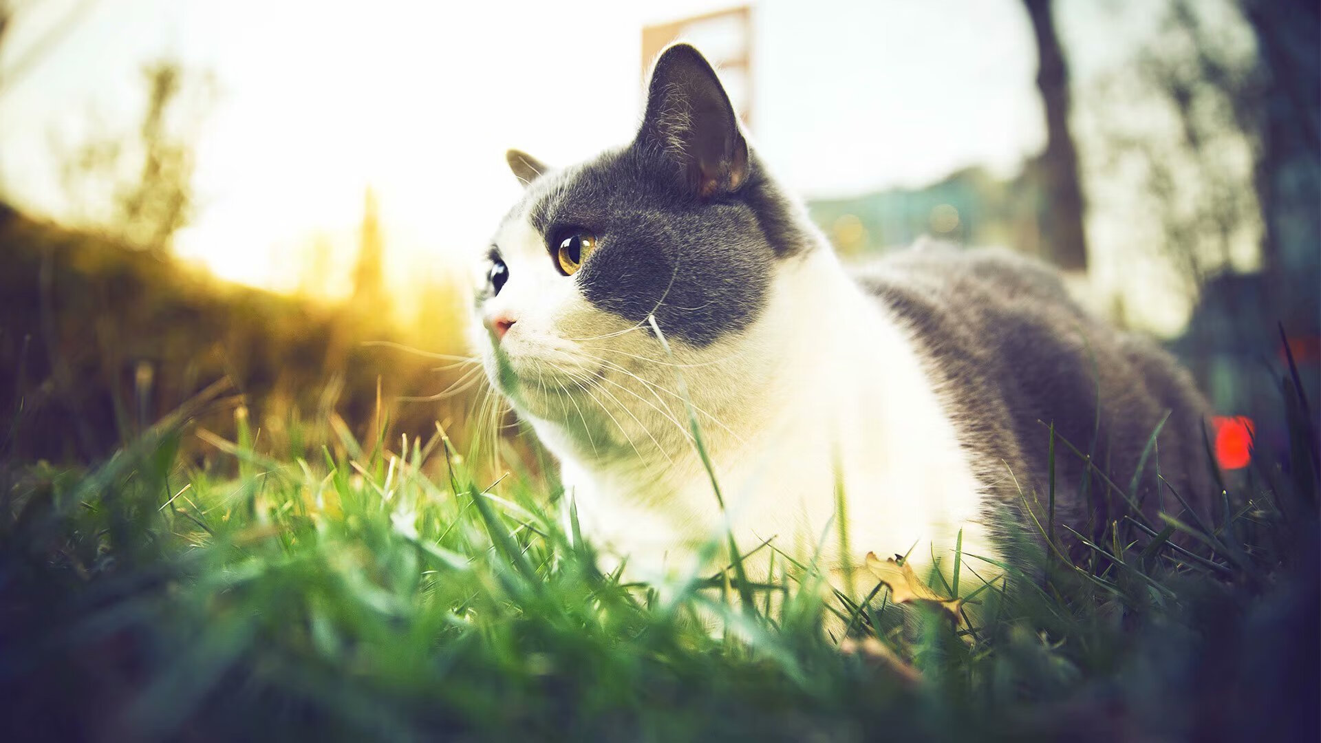 夜幕下的守护神,拉亚如何用双手托起冠军希望