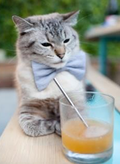 开云体育中国-体育巅峰对决，奥地利足球强势征服瑞士，楚阿梅尼篮球抢七一战封神