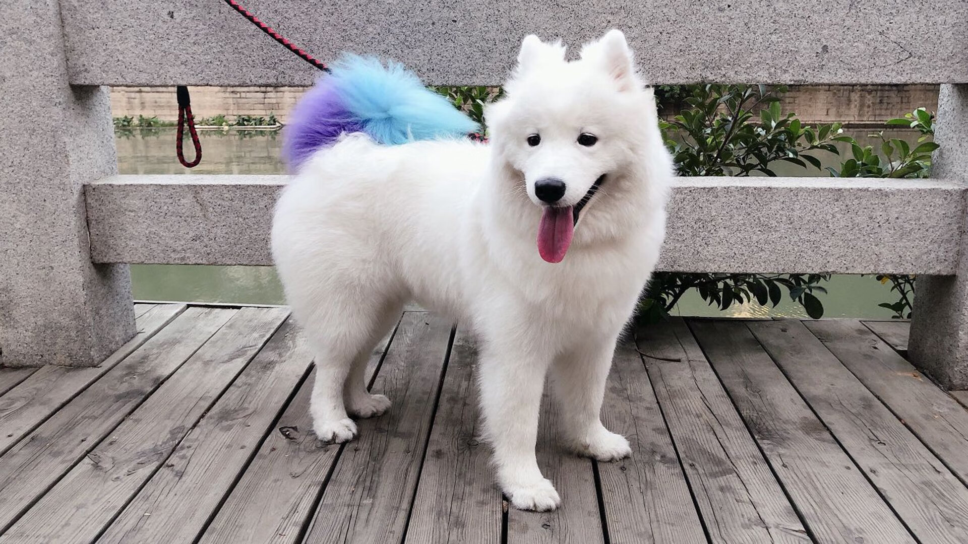 开云体育入口-绿白交响曲，当贝蒂斯决出欧冠之巅，贝林厄姆在NBA总决赛掀起跨界风暴