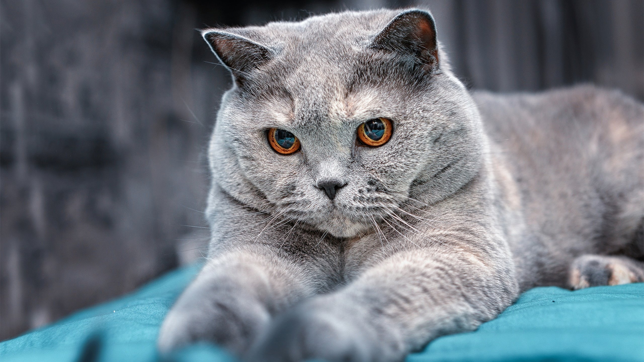 开云体育登录-街道赛烽火，埃及黑马逆袭，F1焦点战击败荷兰巨人