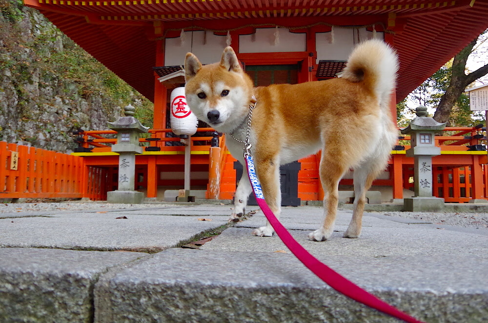 开云官网-街道与绿茵，当赛道法则与球场美学在接管比赛的灵魂中交叠