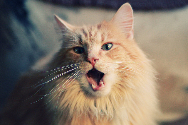 跨越时空的激战，当世界杯赛场邂逅篮球殿堂的勇士