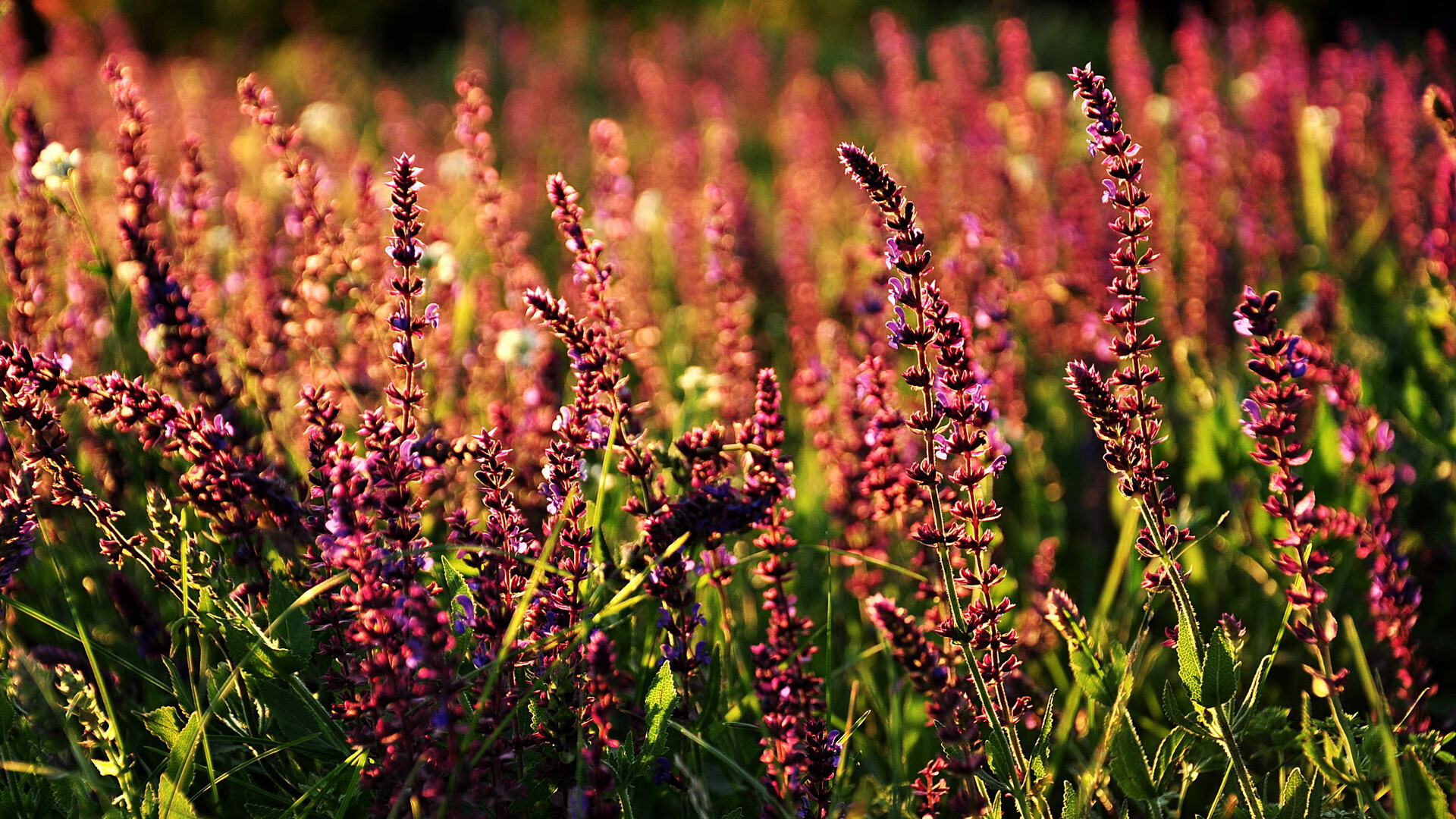 开云体育中国-森林狼血拼尼克斯，爱德华兹火热状态点燃赛场