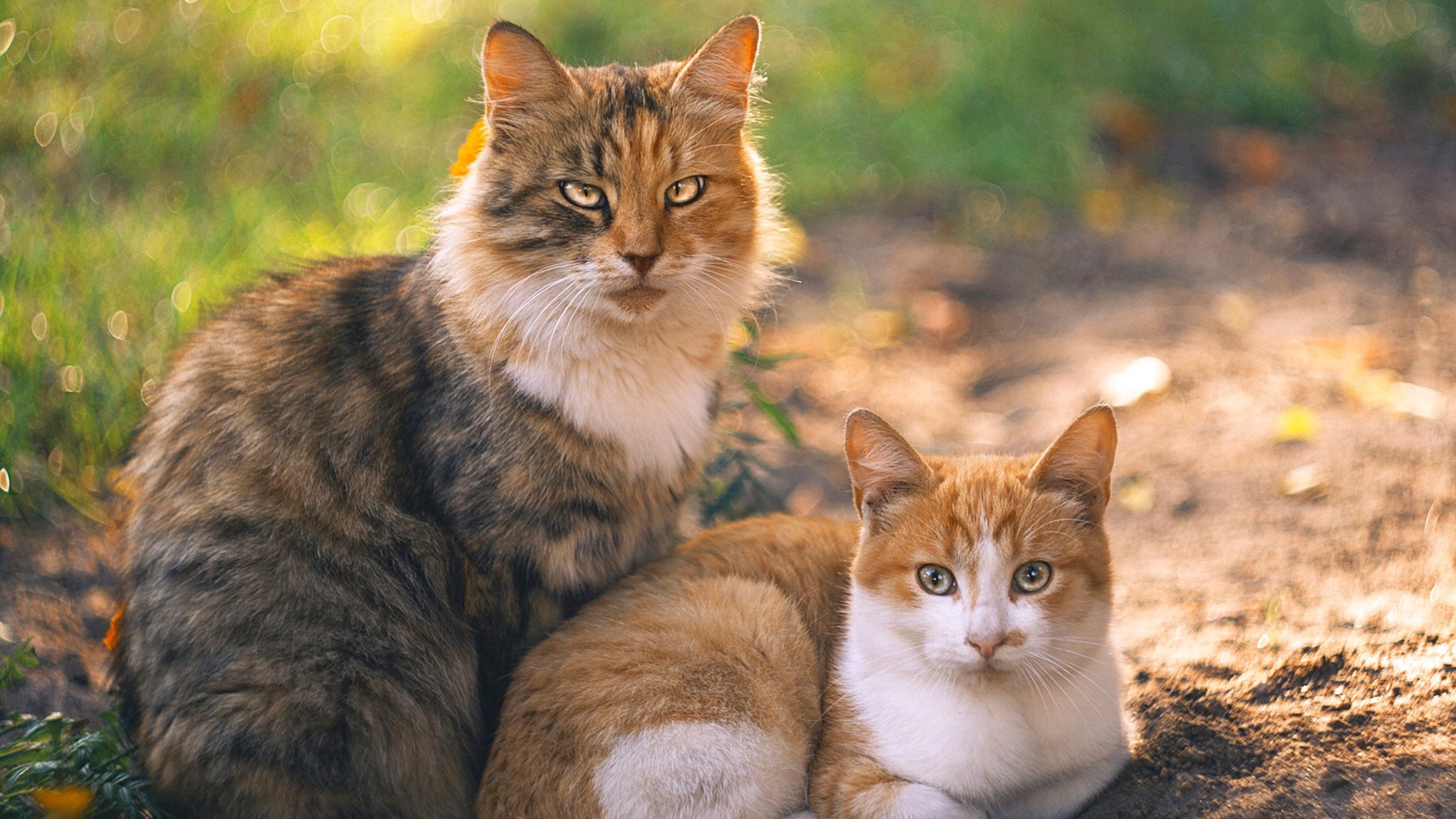 欧冠淘汰赛夜的篮球启示录,当锡安以稳定输出破解胜负谜题