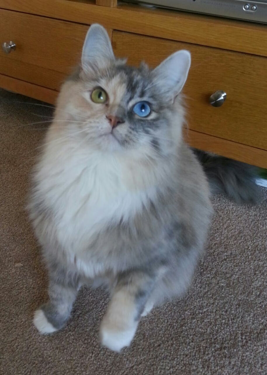 楚阿梅尼爆发!贝蒂斯智取阿根廷瑰宝,欧洲足坛酝酿新格局