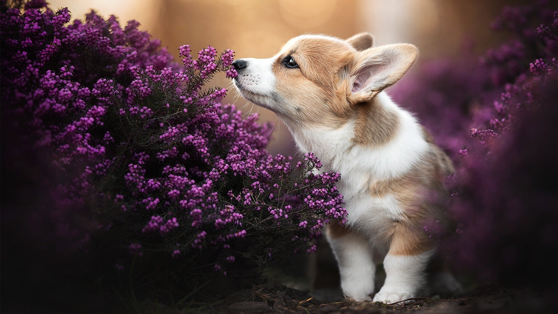 开云体育官方网站-双线狂飙，当F1新赛季战幕在巴林升起，北京电竞基地正一波带走黄蜂