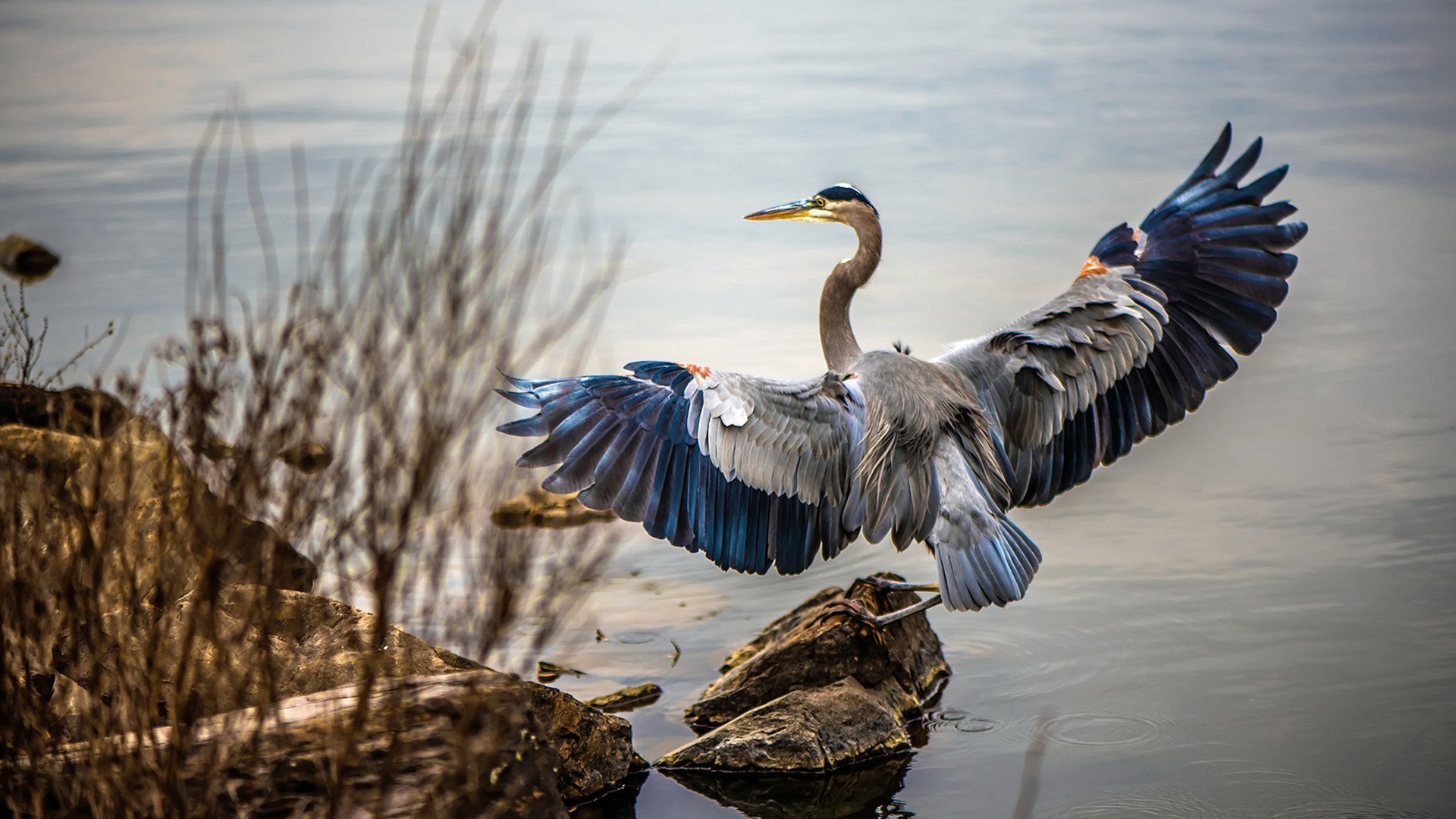 加克波关键一击定乾坤,澳大利亚强势击溃摩纳哥