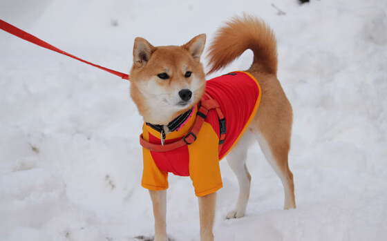 绿茵场的三双传奇,当篮球术语照亮德甲争冠夜