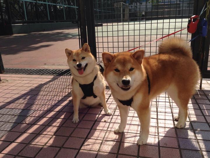 开云APP-钢铁意志战胜天赋之光,猛龙靠防守哲学逆转太阳