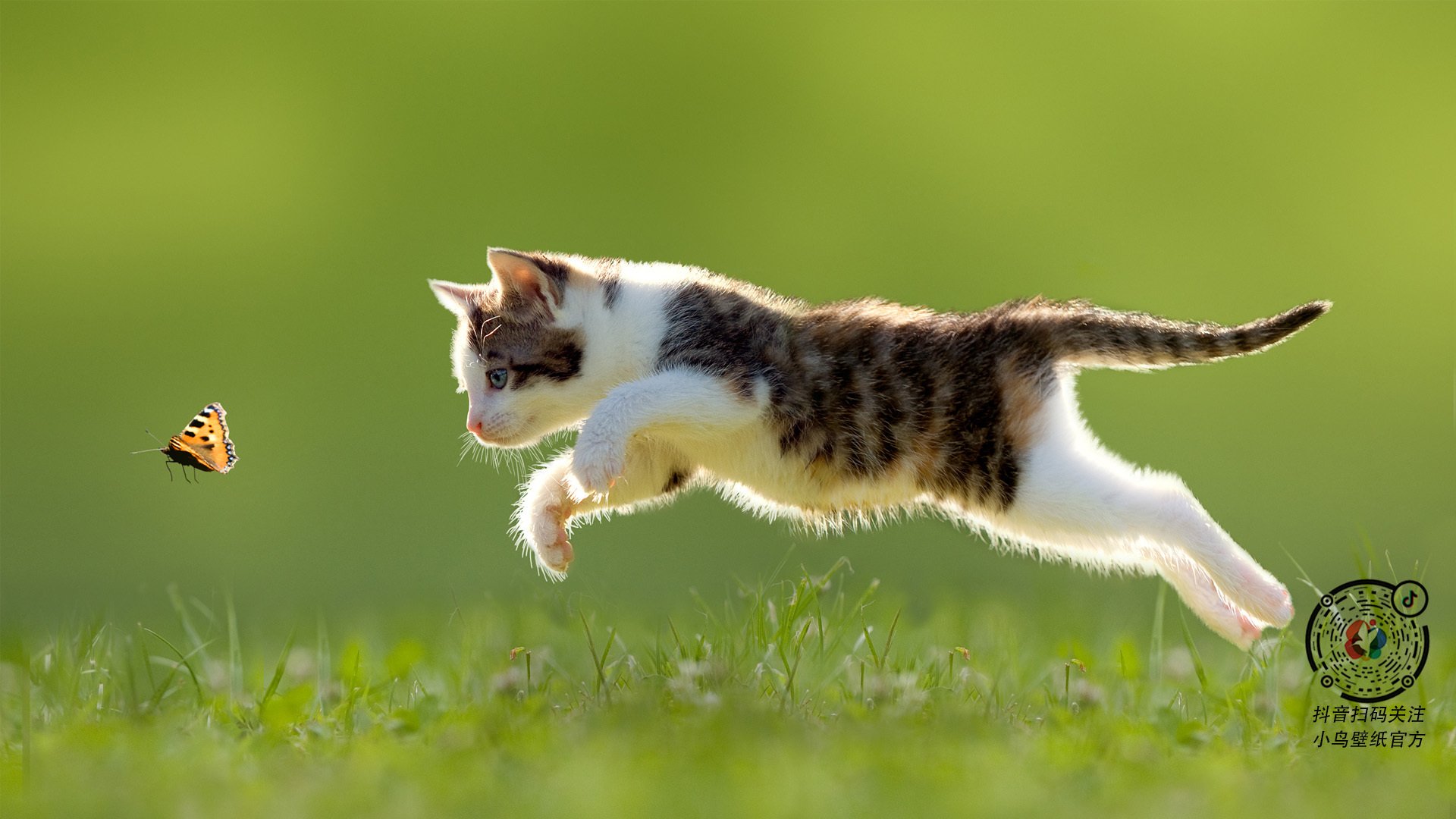 当世界杯哨响时，塔图姆正在另一个赛场加冕